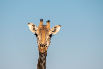 Obraz premium Giraffe Head Close-Up przeciw błękitne niebo w Parku Narodowym Etosha, Namibia, Afryka