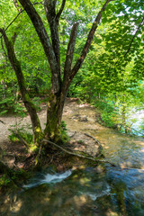 Pure fresh water of a small creek disappearing into a hole in the ground beneath a tree in the forest at the Plitvice Lakes National Park in Croatia