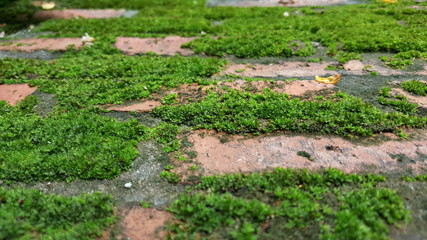 Green moss grown up cover on red brick. Nature concept.