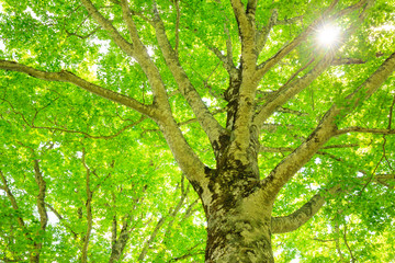 Green forest. Tree with green Leaves and sun light.