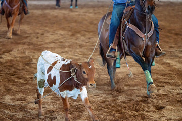 Horseback Rider Lassoing A Running Calf