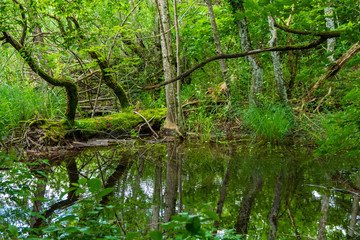 A pond deep in the forest of the Plitvice Lakes National Park in Croatia