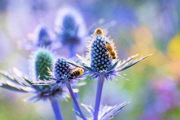 blaue Disteln  mit Bienen, Kugeldisteln, lila, Erzgebirge, Sachsen, Deutschland, Europa 