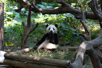 Panda sits in a tree and eats