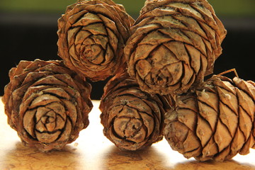 Young pine cones on the table. Cedar cones in high season.