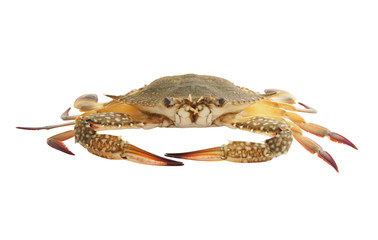 Green crab isolated on white background
