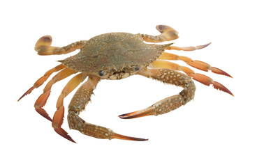 Sea crab isolated on white background