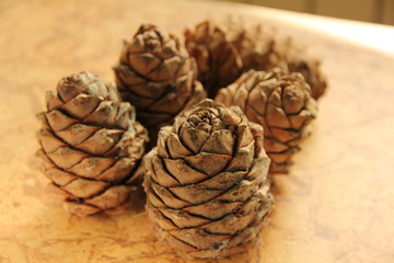 Young pine cones on the table. Cedar cones in high season.