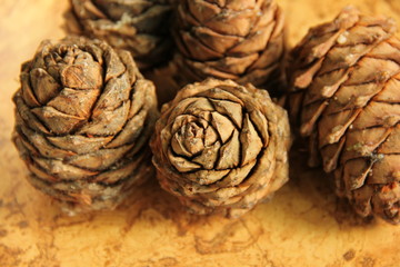 Fototapeta na wymiar Young pine cones on the table. Cedar cones in high season.
