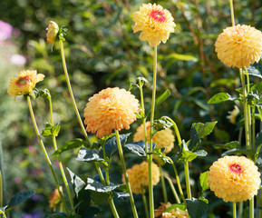 Dahlia | Beautiful decorative dahlias pompon or ball flower with magnificent blunt petals slightly rounded at their tips