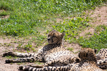 tigers in a green field