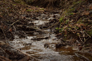 Brook in forest