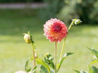 Dahlia | Beautiful decorative dahlia pompon or ball flower with magnificent blunt petals slightly...