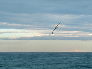 Seagull flying over the sea, looking forward, with blue sky background