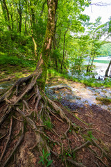 Small creek passing an old mossy tree with many roots above the surface and flowing into an azure colored lake at the Plitvice Lakes National Park
