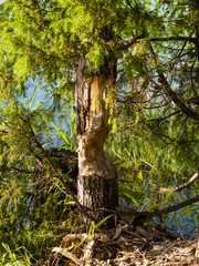 Beaver damaged tree. Tree grawed by beavers in the forest