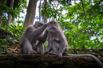 Monkeys grooming