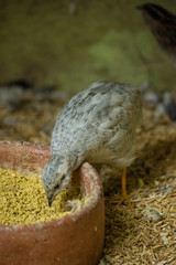 gallinita 1