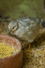gallinita 2
