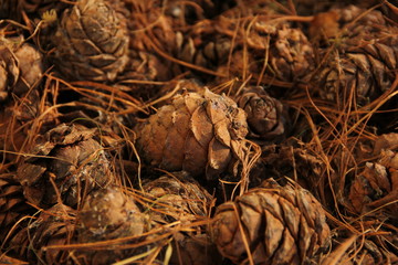 A lot of pine cones dry after harvest. Seeds of Siberian pine ripen in the open air. Pine nut after harvest. A carpet of cedar cones. A lot of useful and delicious food