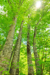 Fototapeta na wymiar Looking up into Tall Beech Trees in Natural Forest