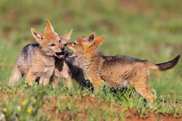 Three Black Backed Jackal puppies play in short green grass to develop skills