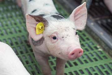 Pink pigs on the farm. Swine at the farm. Meat industry. Pig farming to meet the growing demand for...