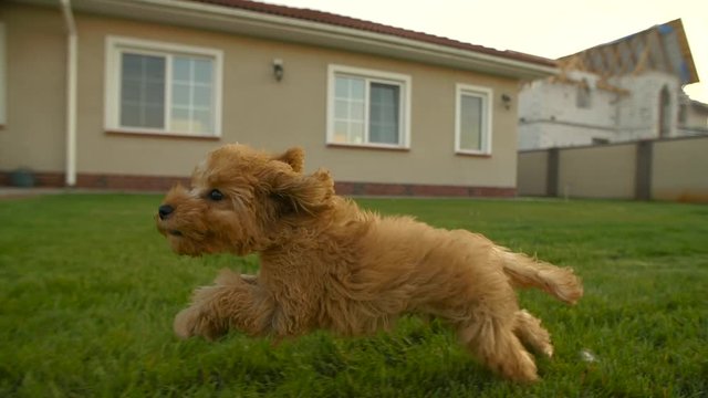 Little cute toy poodle puppy running fast at the backyard at slowmotion, 200fps. Yard covered with green lawn, green grass with house on the background. Apricot fur fluttering in the wind. Sunny day. 