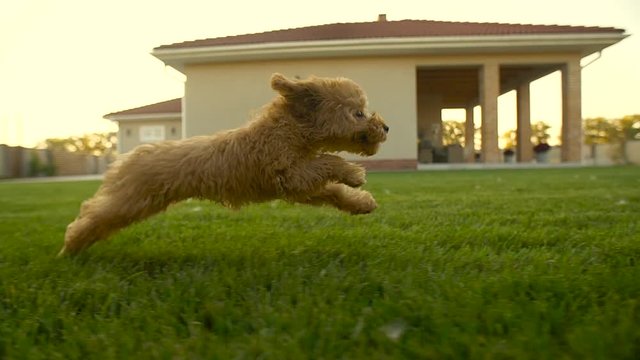 Little cute toy poodle dog running fast at the backyard at slowmotion, 200fps. Yard covered with green lawn, green grass with house on the background. Apricot fur fluttering in the wind. 