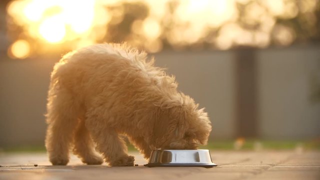 red small Toy poodle puppy eats from dog metal bowl some feed outdoor at backyard at sunset.