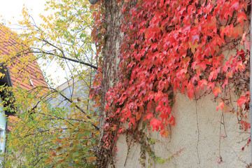 Maple leaves color change on the white wall in the village