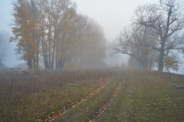 A quiet autumn dawn over the lake in sunlight. Fresh fog creeps over the ground.