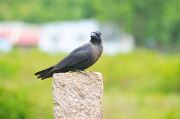 Crow