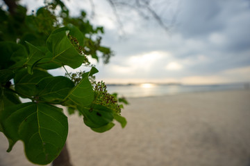 Budding flower at beach