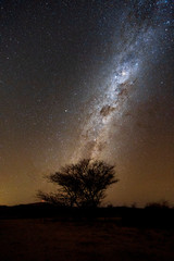 Beautiful milky way with alone tree in Namibia. Night landscape photograph.