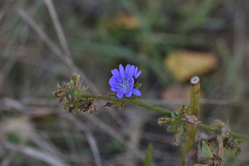 chicory