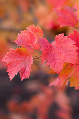 Autumn grapes with red leaves, the vine at sunset is reddish yellow	