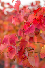 Autumn grapes with red leaves, the vine at sunset is reddish yellow	