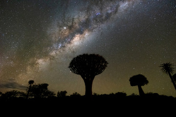 Beautiful night landscape of Milky way over Quiver Trees Forest in Keetmanshoop, Namibia. A popular...