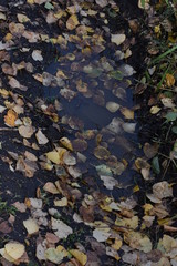 autumn leaves in a puddle