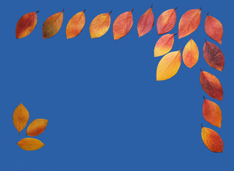 pan of autumn leaves on a colored background