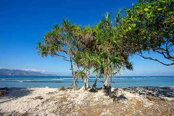 Tree at beach