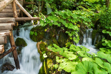 Pure fresh water cascades down a hill slope passing mossy rocks and plenty of butterbur plants at the Plitvice Lakes National Park in Croatia