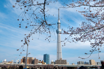 Tokyo Sky Tree