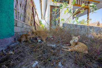 Orange mother cat and kitten