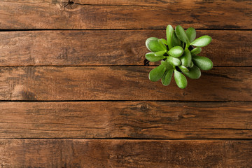 Overhead shot of small green flower on wooden table