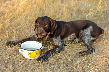 German hunting watchdog drathaar, Beautiful dog portrait on the hunt	