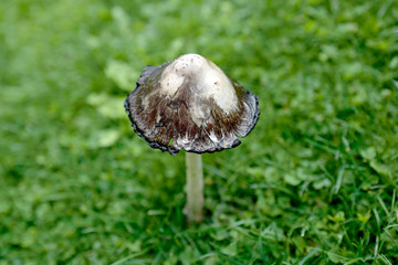 a coprinus comatus on green grass in the garden in autumn