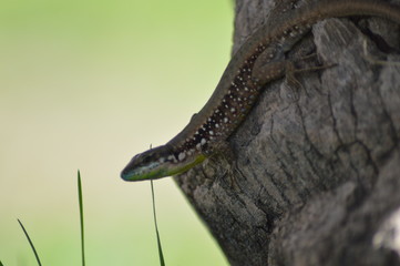 lizard on the grass