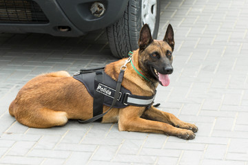 Malinois belgian shepherd guard the border.  The border troops demonstrate the dog's ability to...